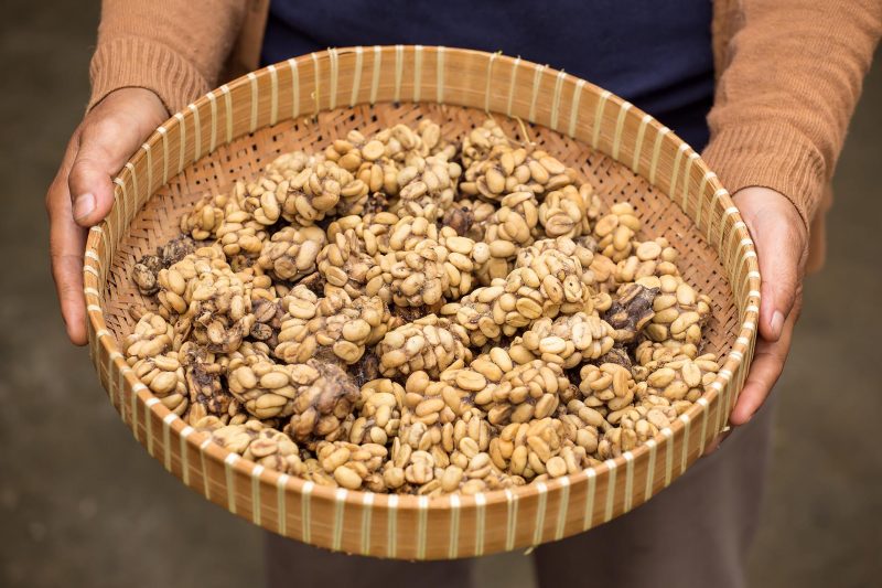 Kopi Luwak: The Science Behind the World's Most Expensive Coffee